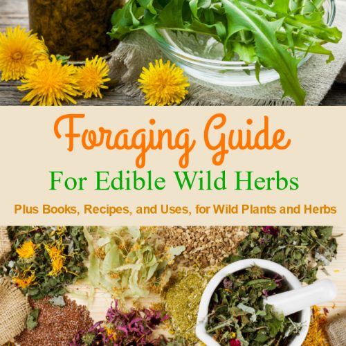 Foraging Guide for Edible Wild Plants and Herbs. Plus the best books, recipes, and uses for wild and homegrown herbs. #foraging #guide #herbs #plants #wildplants